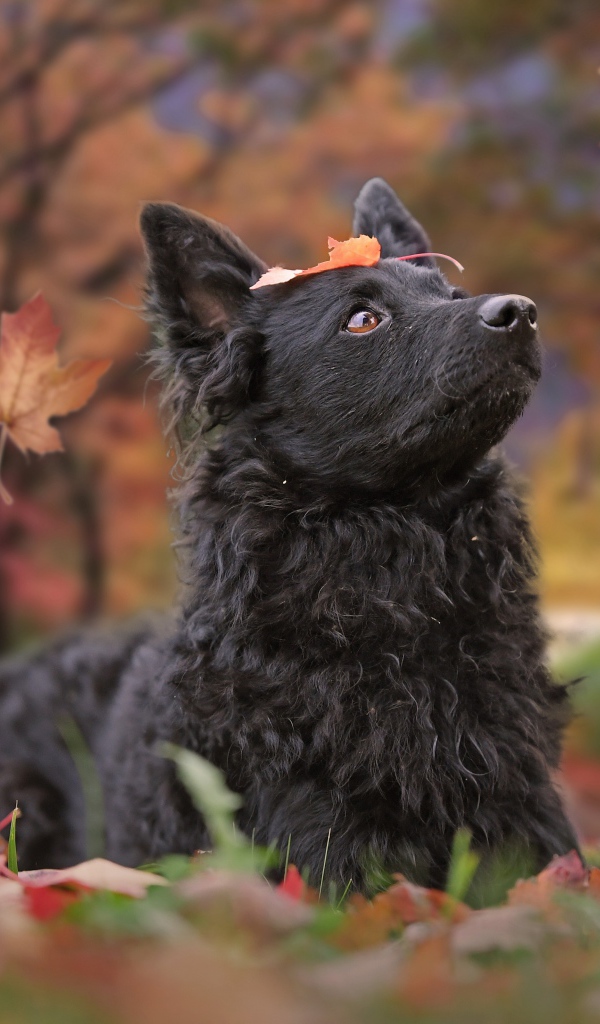 Черная собака породы бордер колли лежит на опавшей листве