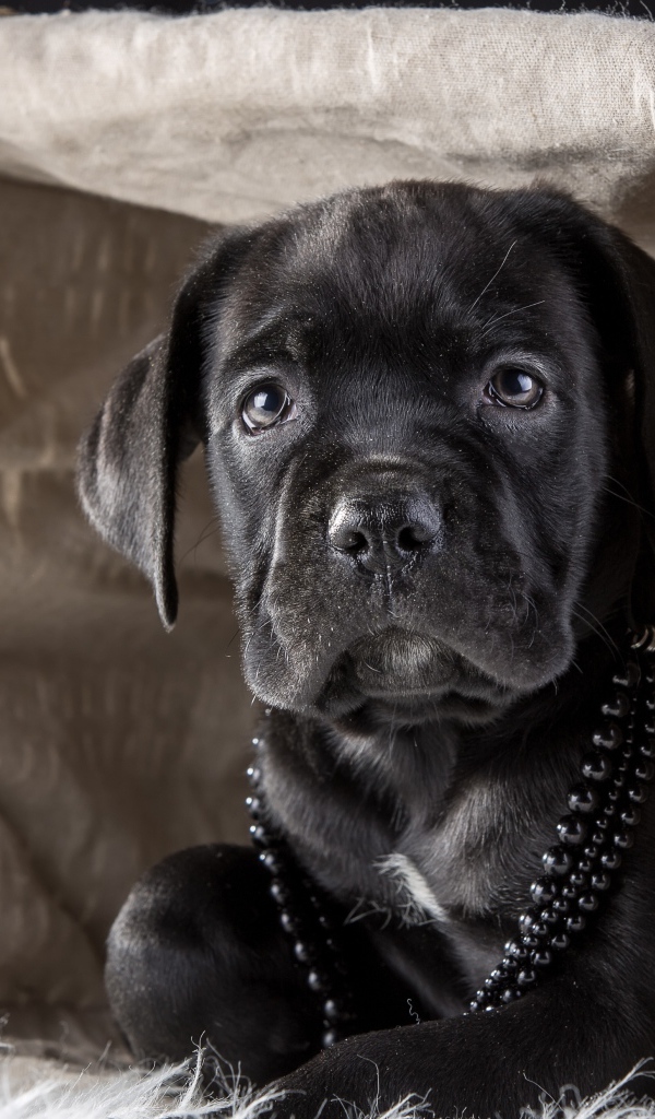 Черный щенок Кане корсо в корзине