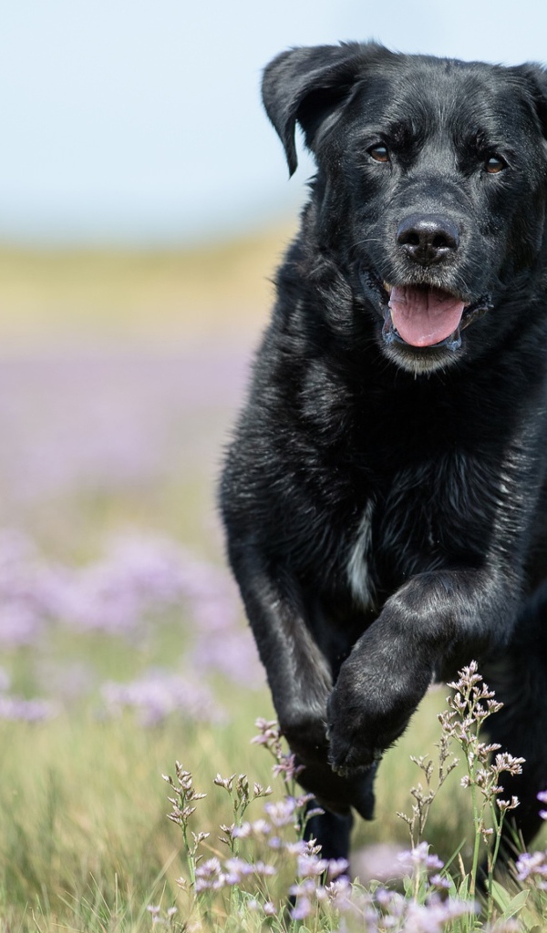 Черный лабрадор бежит по полевым цветам