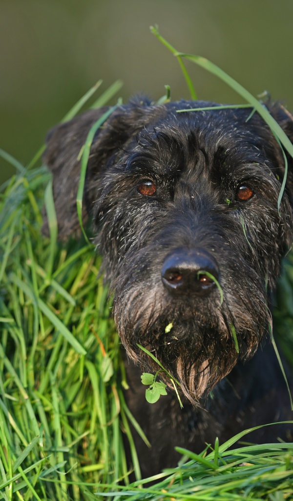 Черная собака породы Шнауцер сидит в зеленой траве