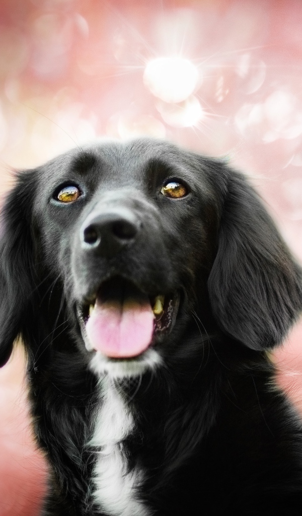 Черная собака с высунутым языком на розовом фоне 