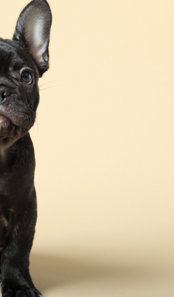 Черный щенок французского бульдога на бежевом фоне