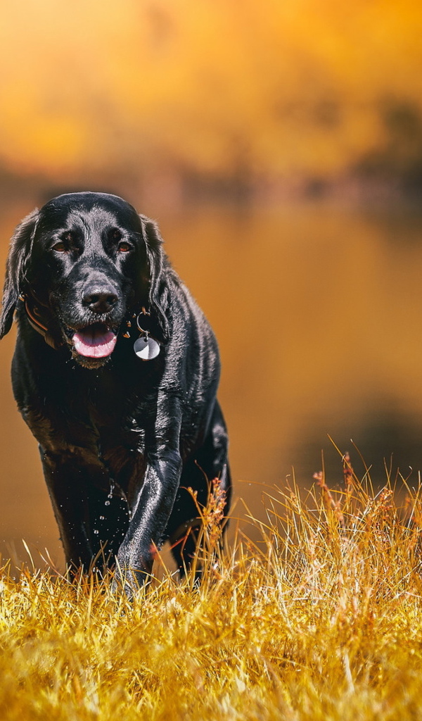 Черный мокрый лабрадор на сухой траве 