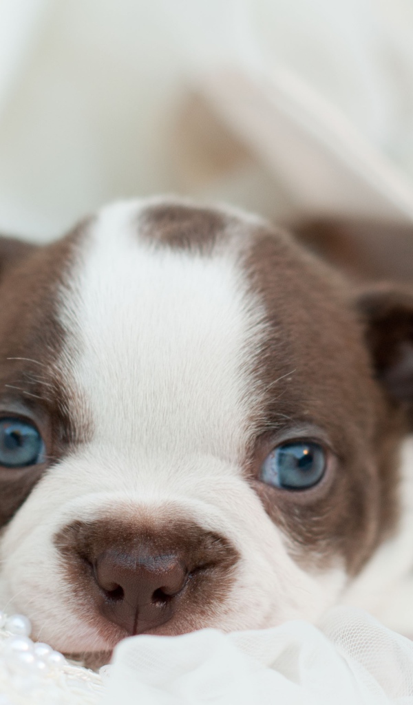 Голубоглазый маленький щенок французского бульдога 