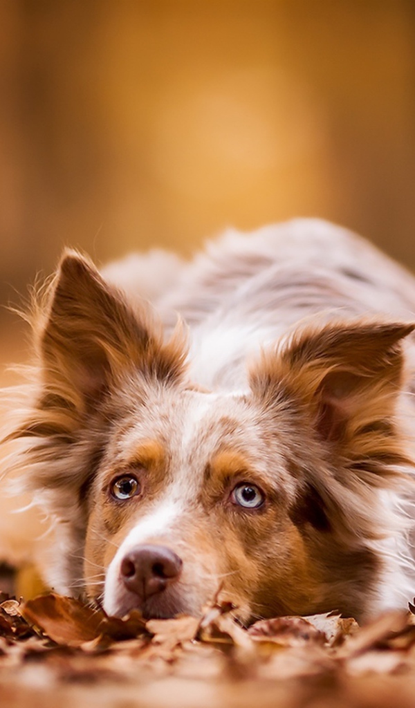 Голубоглазая рыжая собака лежит на сухой листве 