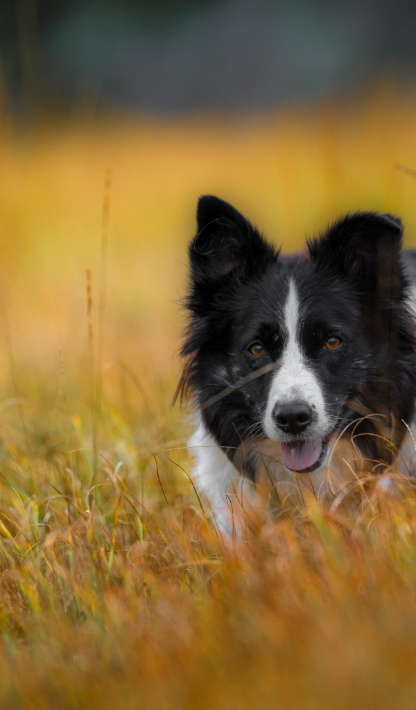 Собака бордер -колли бежит по траве