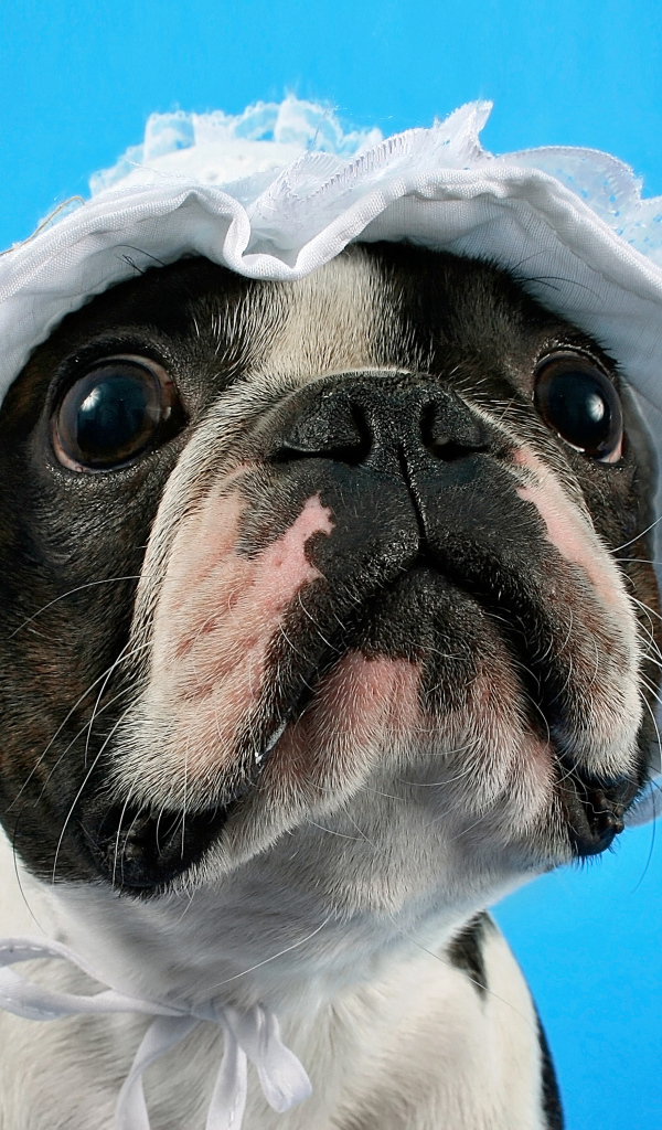 Бостон-терьер в белой шапке на голубом фоне