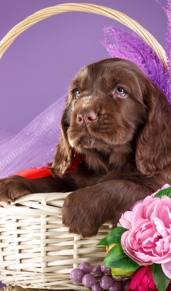 Коричневый щенок спаниеля к корзине