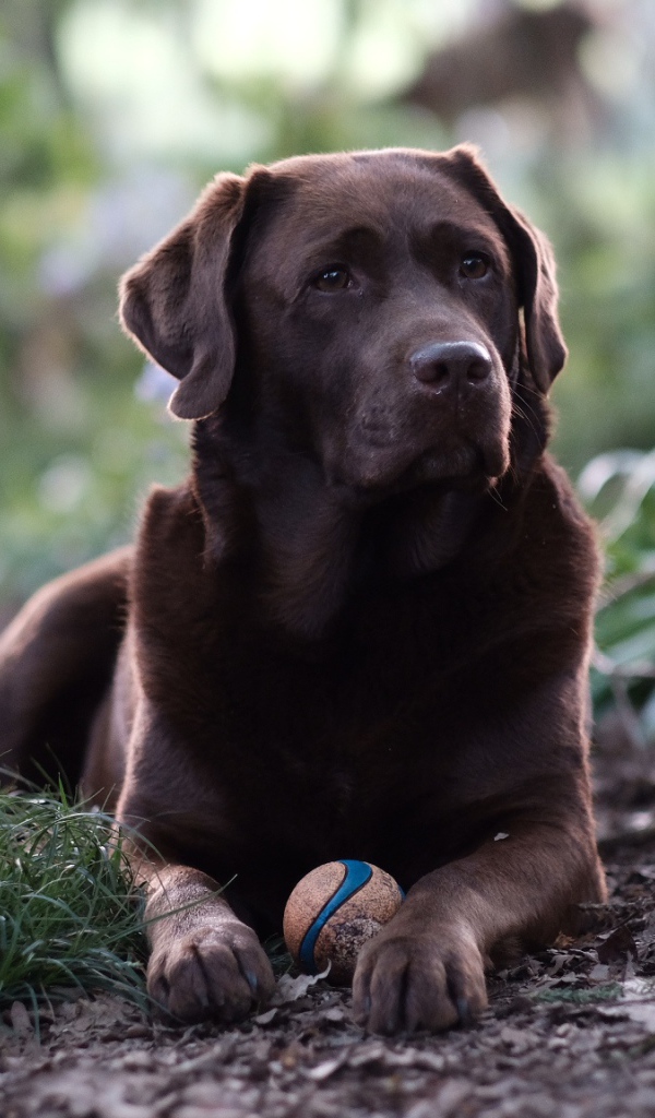 Коричневый лабрадор с мячиком лежит на зеленой траве