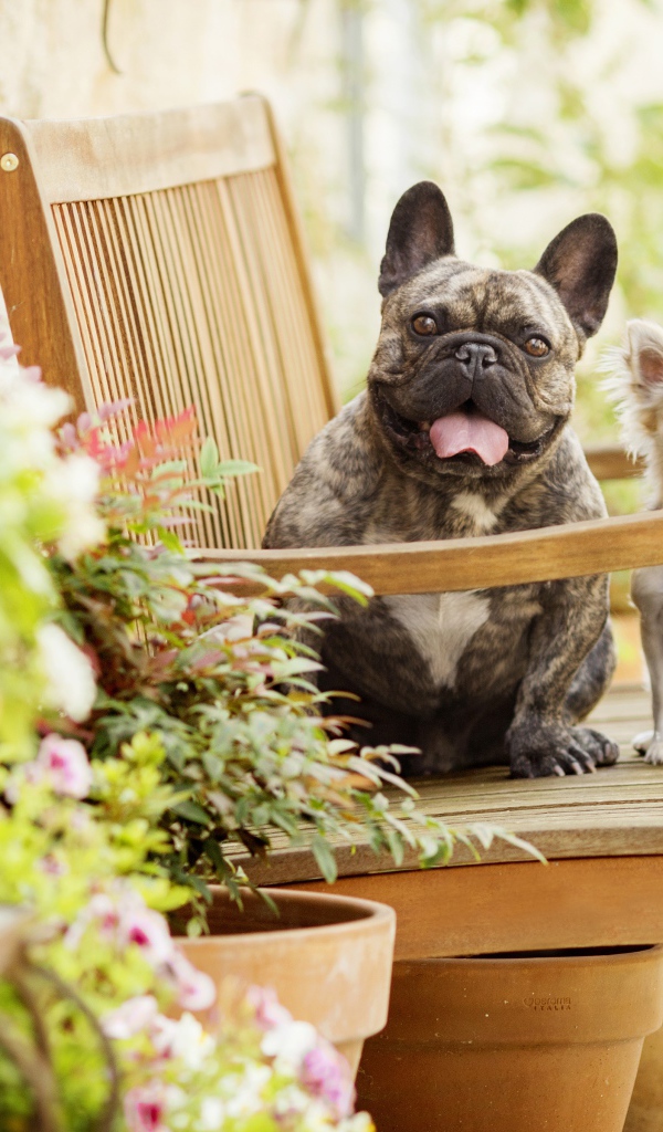 Бульдог и чихуахуа сидят на деревянном стуле