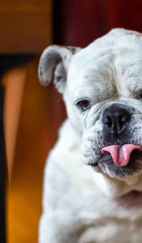 Бульдог с грустной мордой и высунутым языком