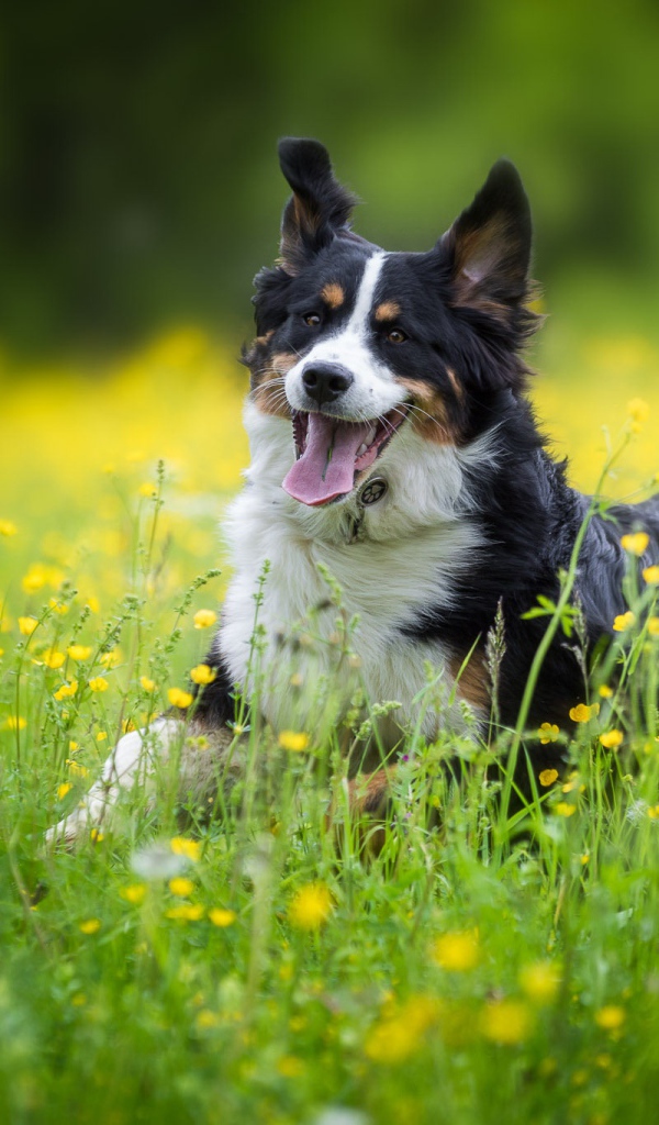 Веселая собака породы английская овчарка в поле 