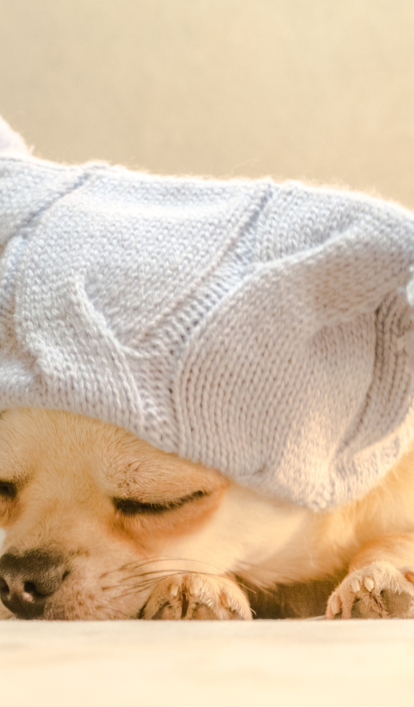 Собака породы чихуахуа спит в белой шапке 