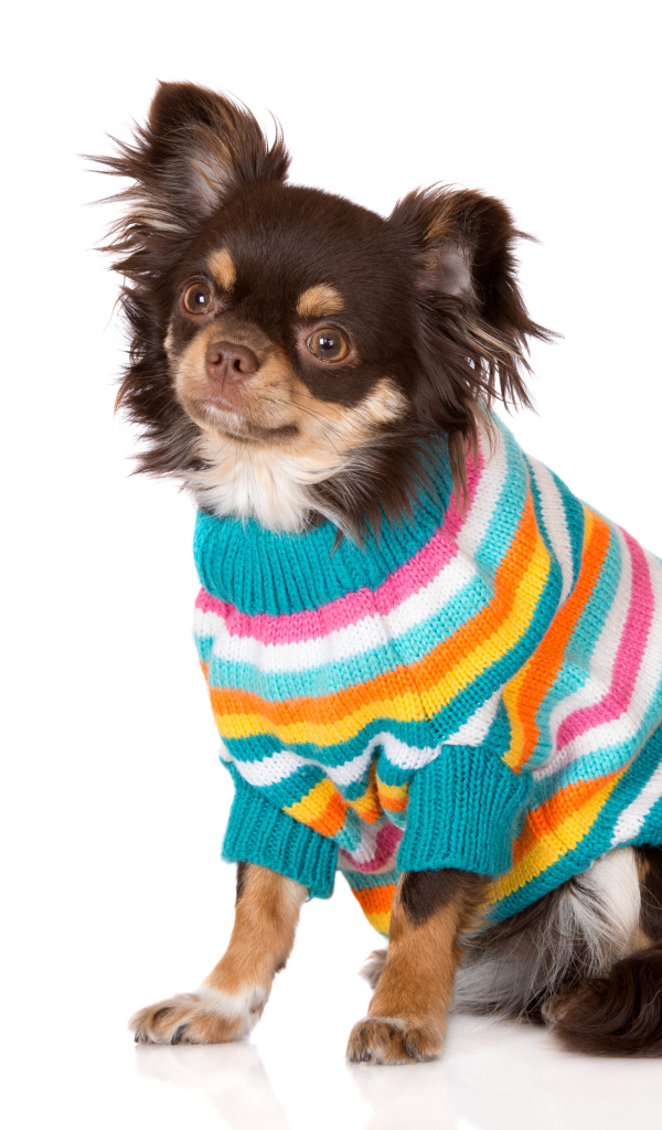 Собака породы чихуахуа в свитере на белом фоне