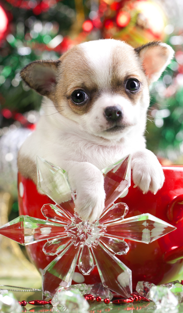 Щенок чихуахуа в большой красной чашке у новогодней елки