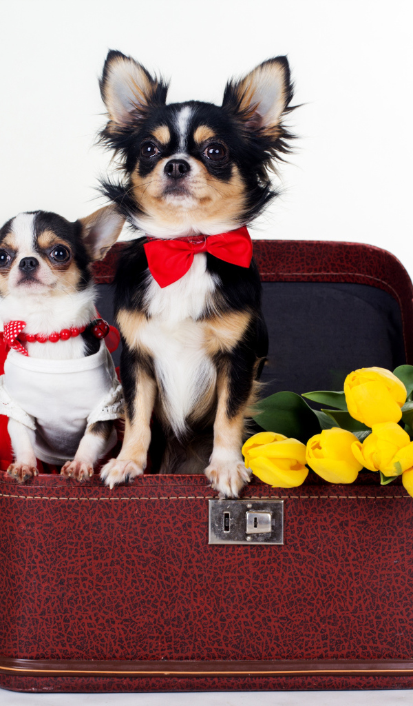Чихуахуа сидят в чемодане с тюльпанами