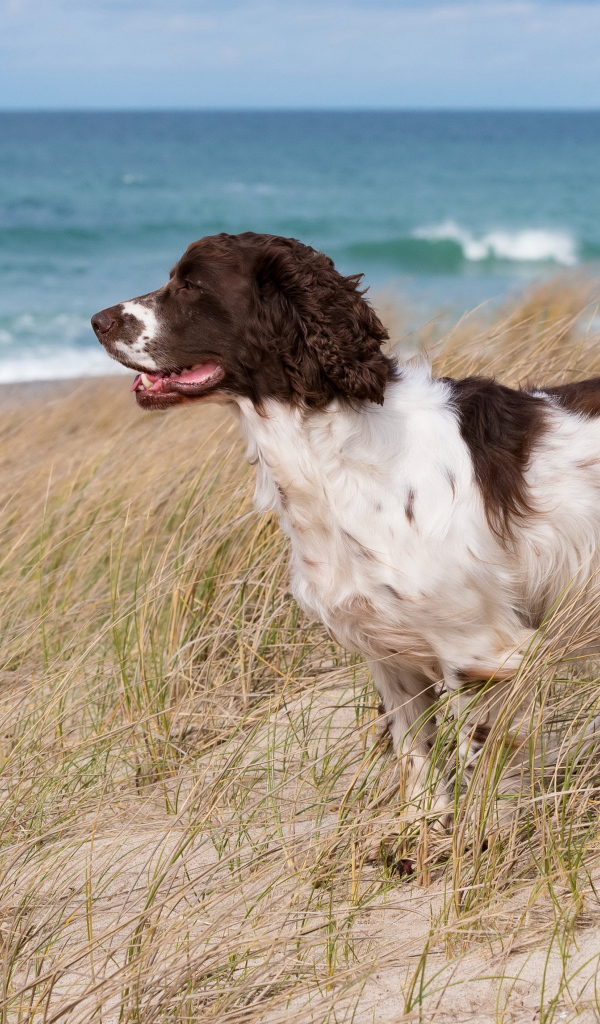 Кокер спаниель стоит на траве на побережье моря