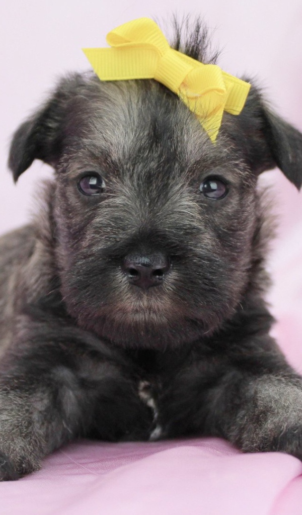 Милый щенок шнауцера с бантом на голове