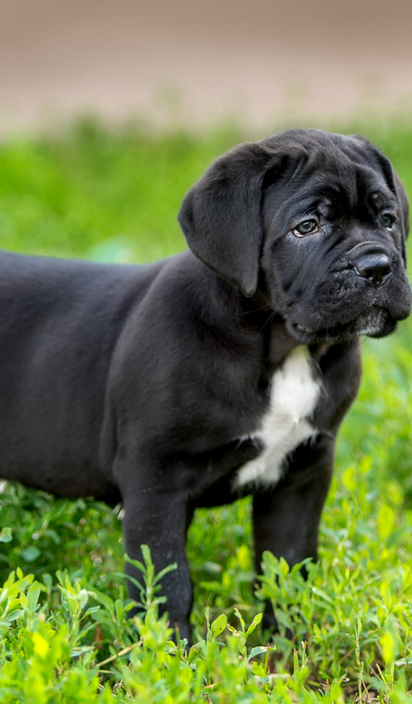 Милый черный щенок Кане корсо стоит на зеленой траве