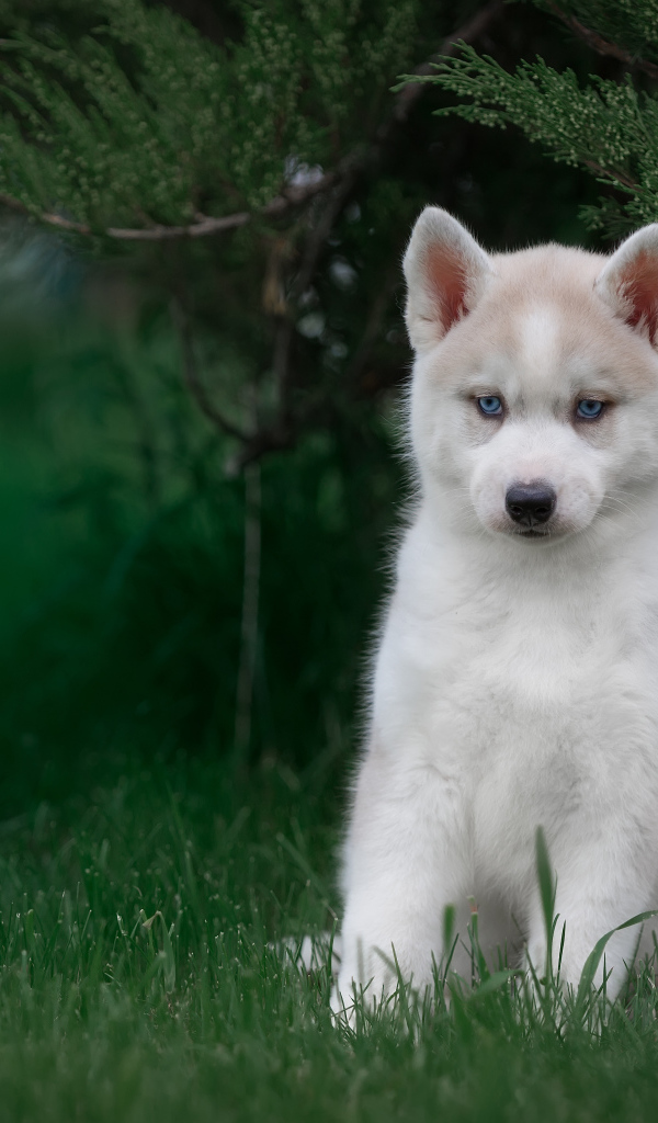Милый голубоглазый щенок хаски в зеленой траве 