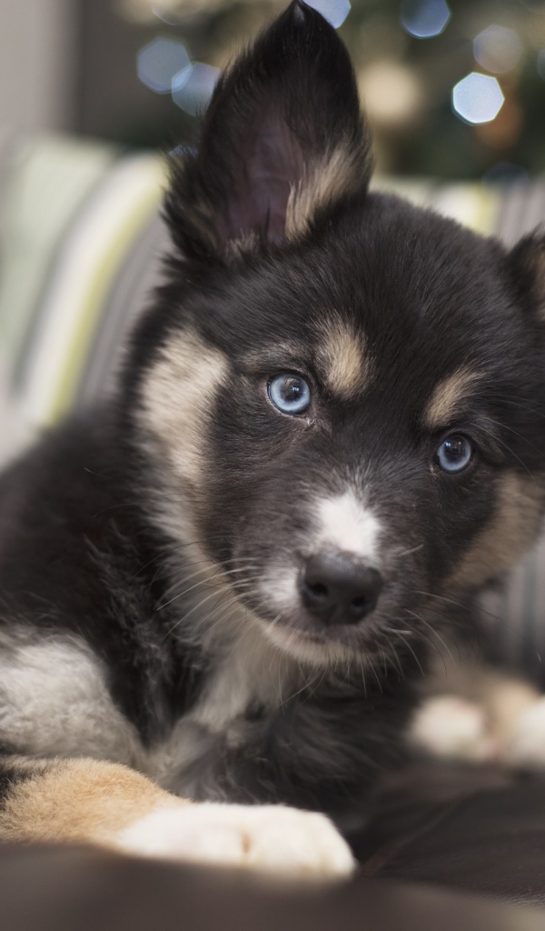 Милый маленький щенок с голубыми глазами