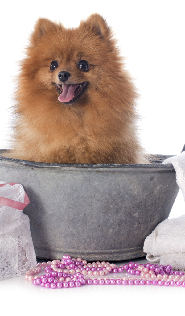 Милый шпиц в тазике с банными принадлежностями на белом фоне