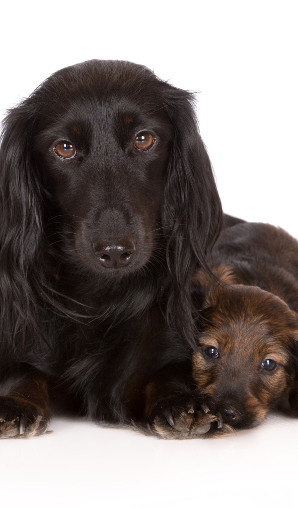 Такса с двумя забавными щенками на белом фоне