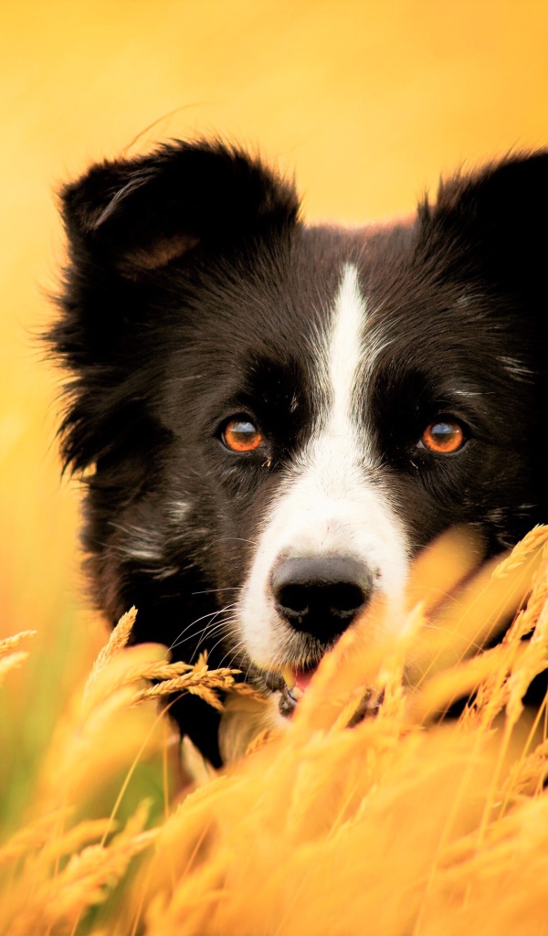 Собака породы бордер колли сидит в сухой траве