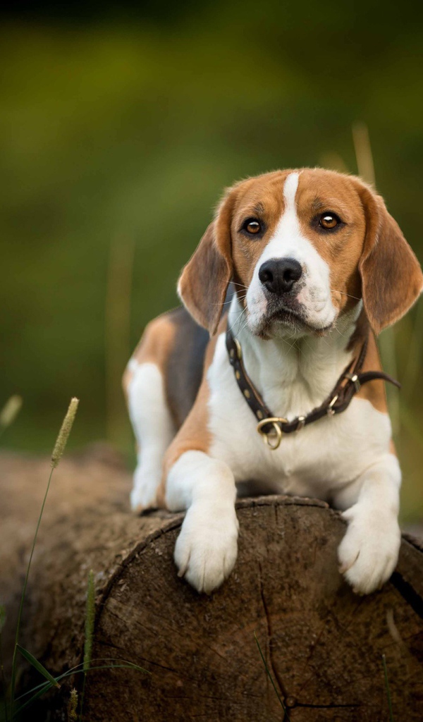 Собака породы бигль лежит на сухом бревне