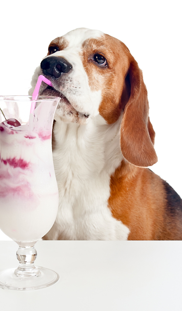 Собака породы бигль с вишневым коктейлем на белом фоне