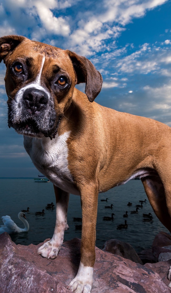 Собака породы боксер на фоне моря под красивым небом