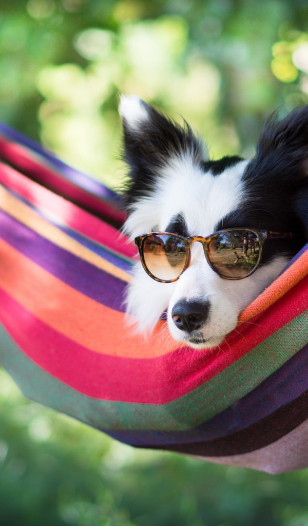 Собака породы Бордер-колли в очках лежит в гамаке