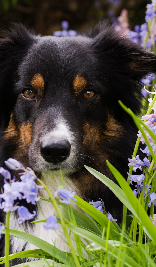 Собака породы бордер-колли лежит в цветах