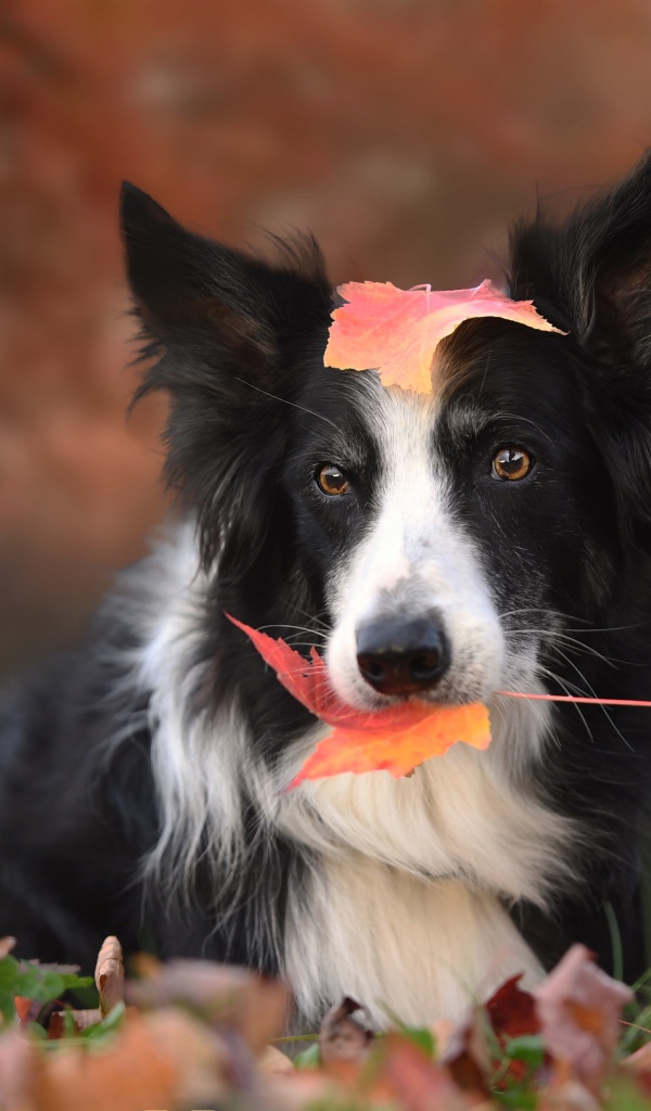 Собака породы бордер колли с желтым листом во рту