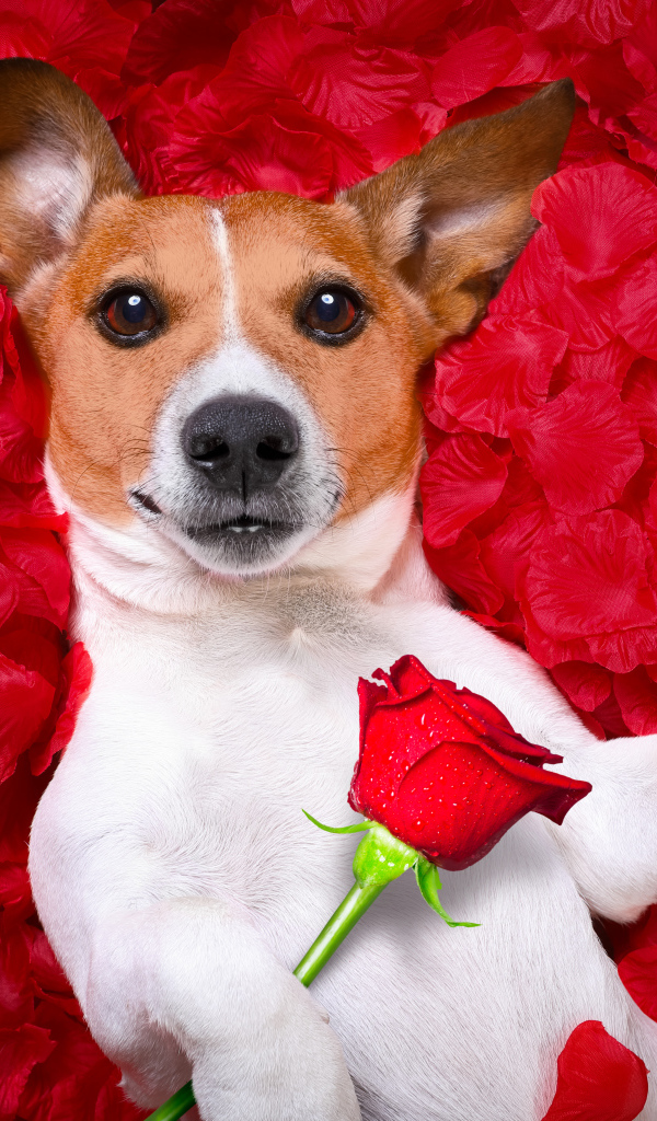 Собака породы Джек-рассел-терьер с розой лежит на красных лепестках
