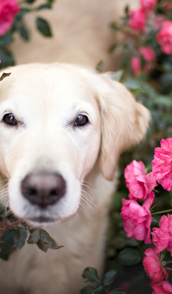 Собака породы золотистый ретривер  в розах 