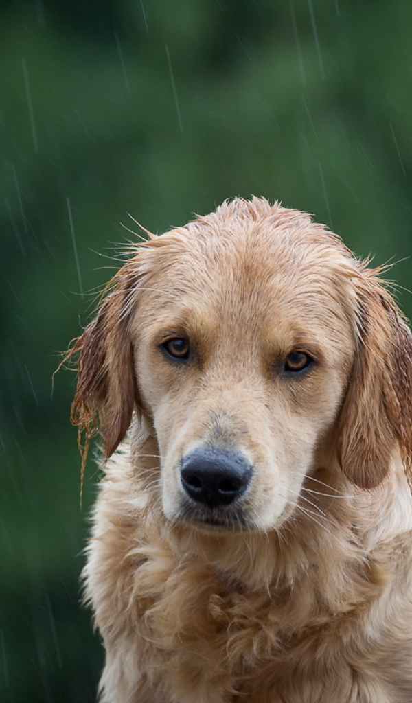 Собака породы золотистый ретривер под дождем 
