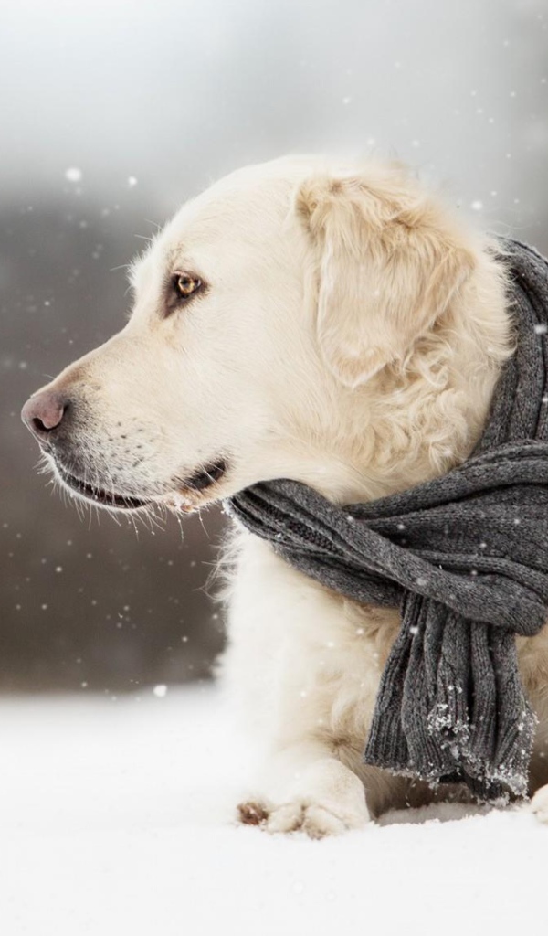 Собака породы золотистый ретривер с шарфом на шее лежит на снегу