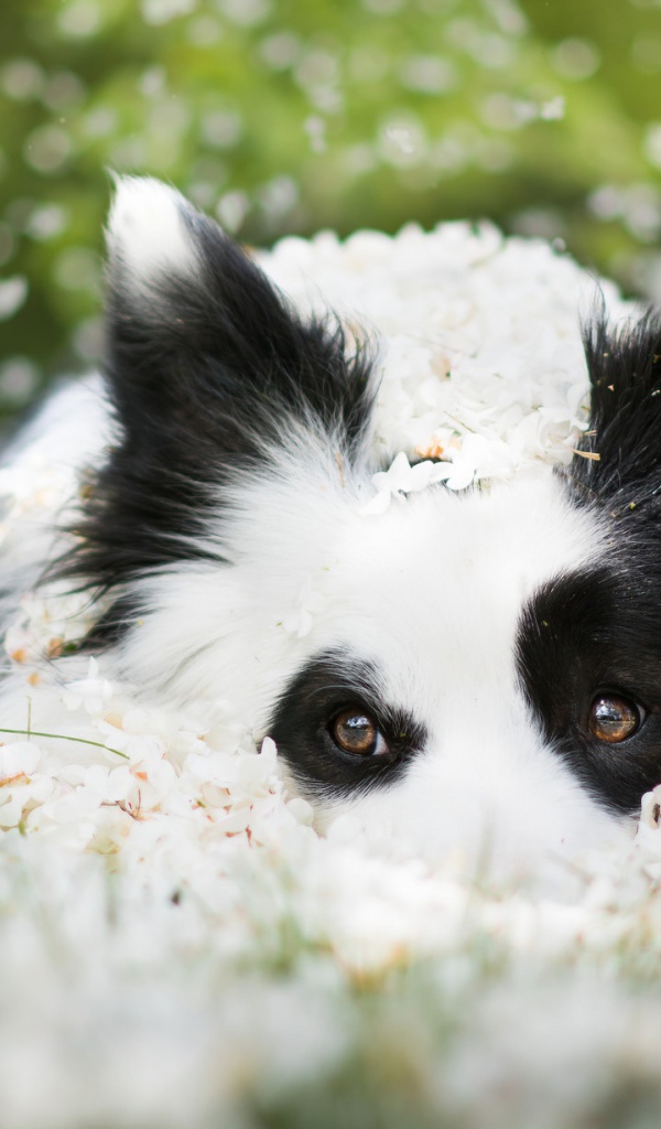 Собака породы Бордер-колли лежит на белых цветах 