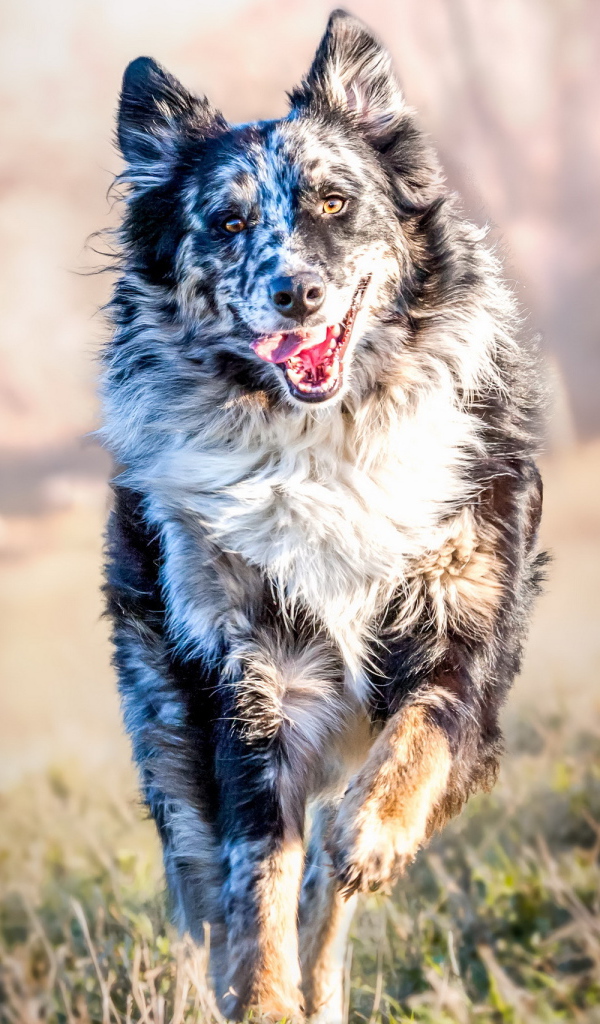 Собака породы Бордер-Колли бежит с высунутым языком по траве
