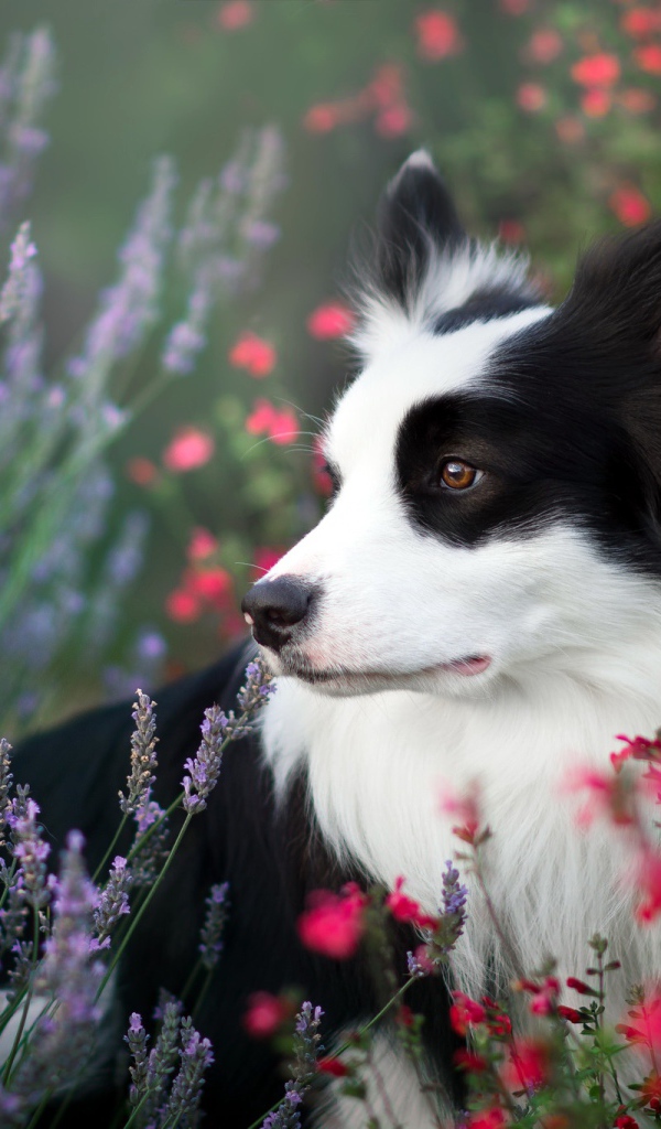 Собака породы Бордер-Колли сидит в полевых цветах