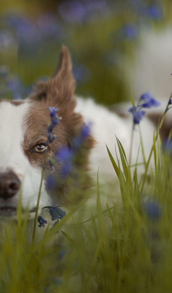 Собака породы бордер-колли лежит в синих полевых цветах