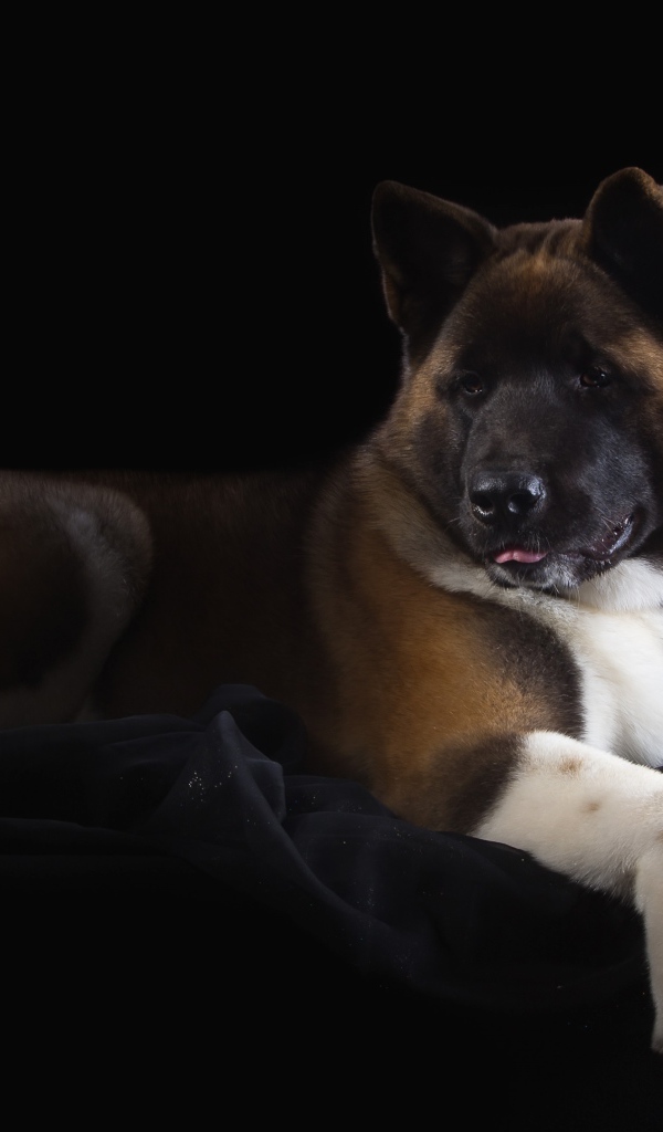 Пес породы Акита-ину на черном фоне