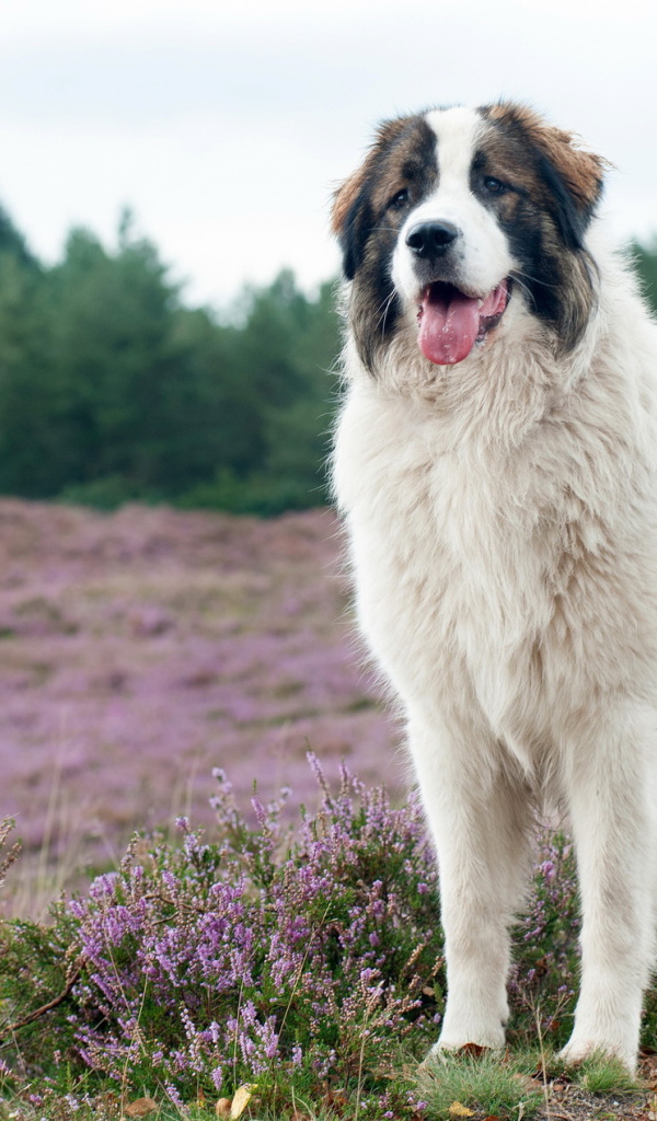 Собака породы московская сторожевая на поле с сиреневыми цветами