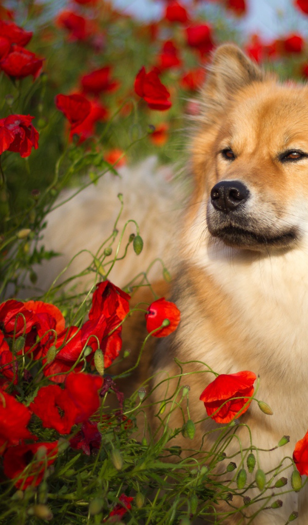 Собака породы Евразиер стоит в красных маках летом