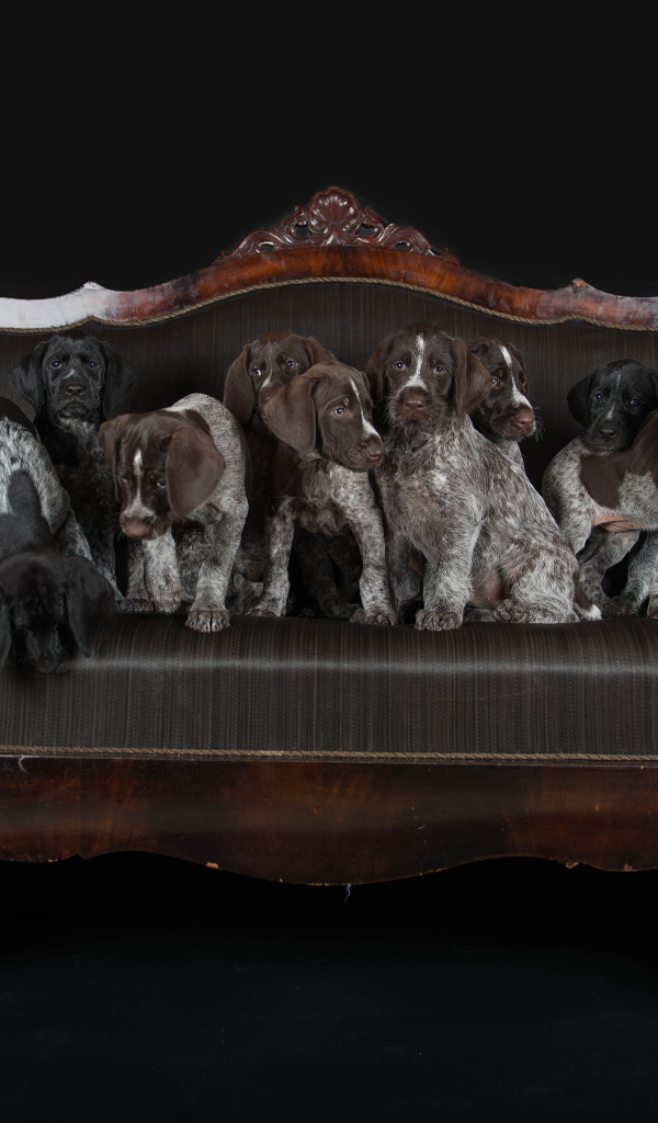 Щенки породы Дратхаар и Курцхаар сидят на кожаном диване 