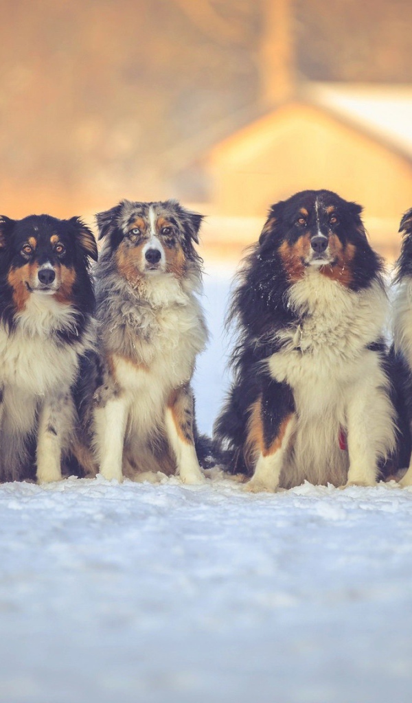 Собаки породы английская овчарка на снегу 