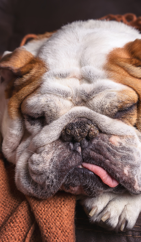 Спящая собака породы английский бульдог 