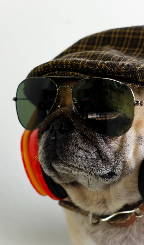 Английский бульдог в наушниках, очках и кепке 