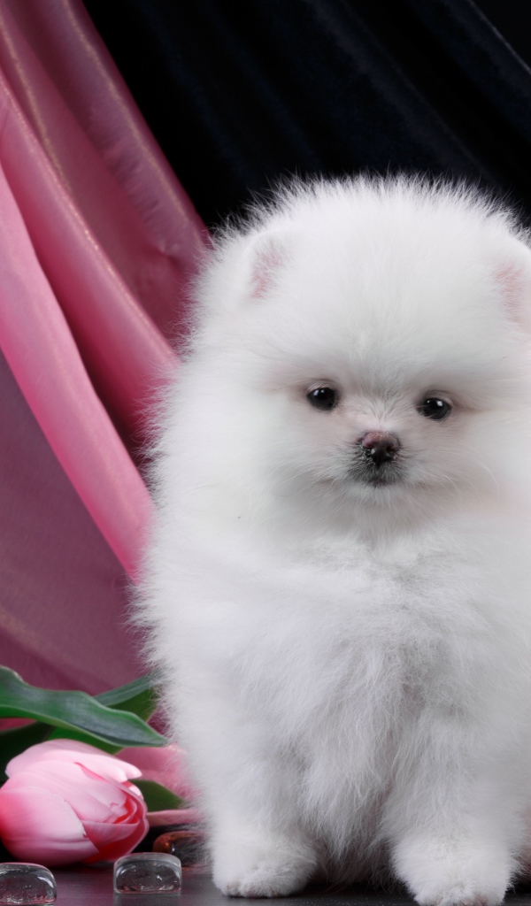 Пушистый белый шпиц с розовыми тюльпанами